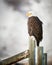 Bald Eagle standing on a fence, Grand Teton