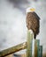 Bald Eagle standing on a fence, Grand Teton