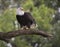 Bald eagle standing on tree limb on the James River in Virginia