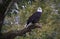 Bald eagle standing on tree limb on the James River in Virginia