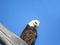 Bald Eagle stare at Montezuma National Wildlife Refuge