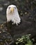 Bald Eagle Stock Photo.  Bald Eagle close-up head profile with its third eyelid protective membrane nicititing