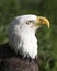 Bald Eagle Stock Photos.   Bald Eagle bird head close-up profile with blur background. Portrait. Image. Photo. Picture