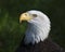 Bald Eagle Stock Photos.   Bald Eagle bird head close-up profile with blur background. Portrait. Image. Photo. Picture