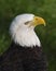 Bald Eagle Stock Photos.   Bald Eagle bird head close-up profile with bokeh background. Portrait. Image. Photo. Picture
