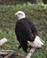 Bald Eagle Stock Photos.   Bald eagle bird perch