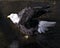 Bald Eagle Stock Photos.   Bald Eagle close-up profile.  Bald Eagle in water