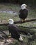 Bald Eagle Stock Photos. Bald Eagle couple close-up profile view, perched on a moss log displaying body, white head, white tail,