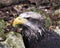 Bald Eagle Stock Photos.   Bald Eagle juvenile bird head close-up profile with bokeh background. Portrait. Image. Photo. Picture