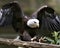 Bald Eagle Stock Photos.  Image. Portrait. Picture. Landing on a branch with spread wings. Bokeh background.