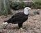 Bald Eagle Stock Photos. Image. Portrait. Picture. Side view looking to the right. Foliage background.