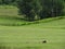 Bald Eagle stops to eat a deer carcass in freshly mowed farm field