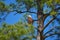 Bald Eagle in sunny day with blue sky