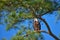 Bald Eagle in sunny day with blue sky