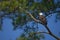 Bald Eagle in sunny day with blue sky