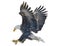 Bald eagle swoop attack hand draw and paint color on white background