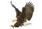 Bald eagle swoop attack hand draw and paint color on white background vector.