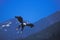 Bald Eagle Swooping In