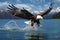 bald eagle swooping down to catch a fish from water