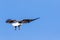 Bald Eagle Swooping in Venice, Florida