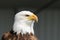 Bald Eagle - Symbol of Power and Strength