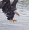 Bald Eagle talons