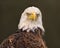 Bald Eagle Tight Portrait