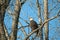 A Bald Eagle in a Tree