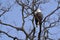 A Bald Eagle in a Tree