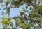 Bald Eagle in a tree on Alki Beach, Seattle, Washington