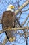 Bald Eagle in tree hunting.
