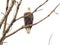 Bald Eagle In Tree: A majestic bald eagle in a bare, naked tree on a cloudy day looking straight ahead