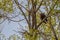 A bald eagle in a tree on the prairies in Saskatchewan, Canada