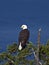 Bald Eagle on Treetop