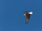 Bald Eagle Turning in blue sky