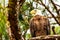 Bald Eagle in Venice Florida