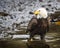 Bald Eagle wading in the cold water of Katchemak Bay