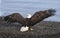 Bald Eagle wing spread