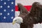 Bald Eagle with wings arched and the American Flag