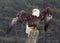 Bald Eagle with Wings Stretched