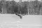 Bald eagle in winter photos in a retro style with soft focus