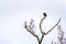 Bald Eagle in winter sitting on a Tree Branch at the Great Blue Heron Reserve near Chilliwack in Beautiful British Columbia, Canad