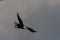 Bald Eagle,Yellowstone NP, USA