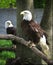 Bald Eagles