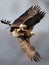 Bald Eagles Battle in flight for fish