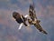 Bald Eagles Battle in flight for fish