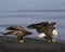 Bald Eagles on the beach