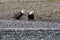 Bald Eagles on the Beach