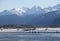 Bald Eagles by the Chilkat River