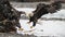 Bald eagles clash on rivers edge